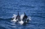 Wild Dolphins Stock Photo