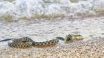 Water Snake Swallows Fish Stock Photo