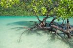 Mangrove Plants Stock Photo