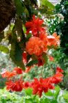 A Mass Of Hanging Orange Begonia Flowers At Butchart Gardens Stock Photo