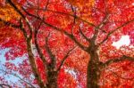 Maple Tree In Autumn In Korea Stock Photo