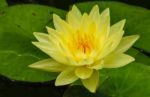 Blossom Lotus Flower In Thailand. Garden, Petals Stock Photo