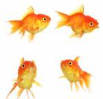 Set Of Gold Fish Isolation On The White Stock Photo