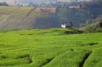 Cornfield Stock Photo