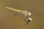 Red-veined Darter Female Stock Photo