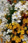 Brightly Coloured Flowers Hanging From A Wall In Castiglione Del Stock Photo