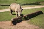 Rhino In The Park Zoo Stock Photo