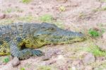 Crocodile Stock Photo