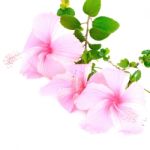 Pink Hibiscus Stock Photo