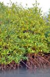 Mangrove Plants Stock Photo