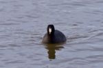 Beautiful Background With Amazing American Coot In The Lake Stock Photo