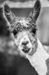 Alpaca In A Field. Black And White  Stock Photo