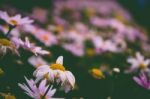 Field Of Purple Flowers Stock Photo