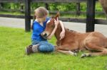 Newborn Foal Sleeping Stock Photo