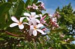 Frangipani,trees Stock Photo