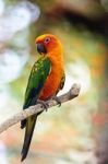 Sun Conure Stock Photo