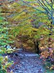 Path In The Forest Stock Photo