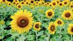 Sunflower Or Helianthus Annuus Stock Photo