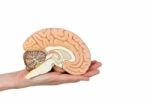 Hand Holding Brain Hemisphere On White Background Stock Photo