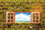 Windows On Wall Planted Flowers Stock Photo