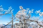 Snow Trees,seoraksan In Winter,korea Stock Photo