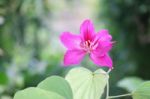 Purple Bauhinia Stock Photo