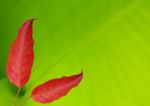 Red Leaves Stock Photo