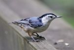 Isolated Picture Of A White-breasted Nuthatch Bird Stock Photo