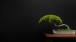 Bonsai Plants 3d Rendering Stock Photo