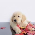 Puppy Stock Photo