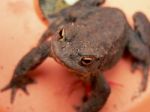 Common Toad Stock Photo