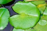 Lotus Leaf Stock Photo