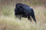 American Bison (bison Bison) Stock Photo