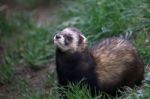 Close-up Shot Of An European Polecat (mustela Putorius) Stock Photo