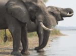 African Elephant  Stock Photo