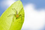 Long Legs Spider And Blue Sky Stock Photo