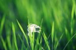 Pollen Of Cattail On Paddy Leaf Stock Photo