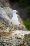 Seagull Bird In The Wild Stock Photo