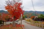 Japanese Village With  Autumn Leaves Stock Photo