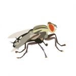 Housefly Stock Photo