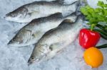 Fresh Seabass Chilled On Ice Stock Photo