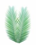 Palm Leaf Isolated On White Background Stock Photo