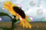 Sunflower With Bubbles And Bee Stock Photo