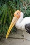 The Adult Endangered Milky Stork Stock Photo