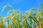 Paddy Rice Stock Photo