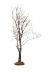 Dead Tree Isolated On White Background Stock Photo