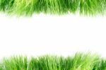 Green Grass  Stock Photo