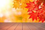 Autumn Maple Leaves And Wooden Floor Stock Photo