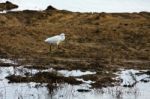 Egret At Dungeness Stock Photo