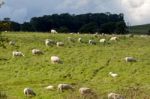 Flock Of Sheep On A Hillside Near Alnwick Norhumberland Stock Photo